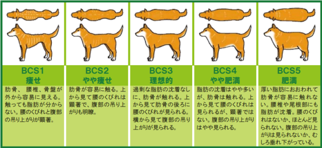 BCSチェック表
