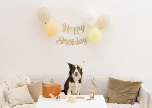 愛犬の誕生日を盛り上げるならマイベスティーのバースデーボックス