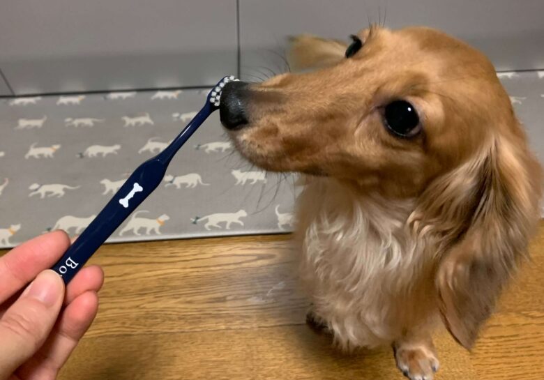 犬用歯磨き粉の選び方