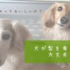 犬　梨