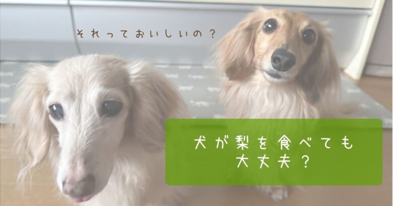 犬　梨